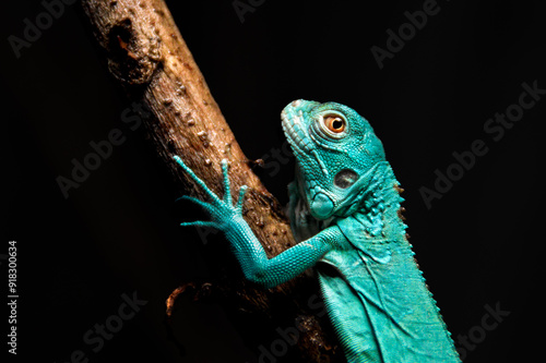 potrait of baby blue iguana