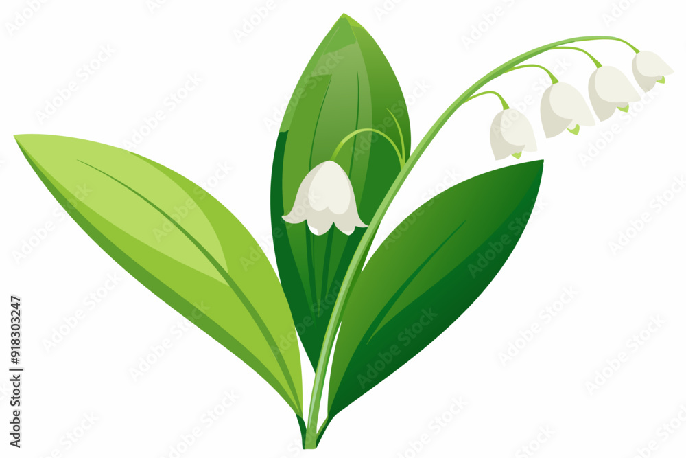 Fototapeta premium White Lily of the Valley Flowers with Green Leaves