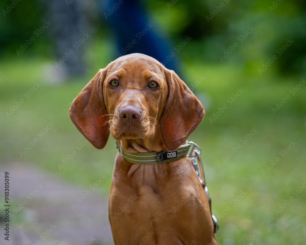 Portrait of Vizsla also known as Hungarian Vizsla, Magyar Vizsla or Hungarian Pointer dog. Vizsla hunting dog sitting in a park. Portrait of Vizsla also known as Hungarian Vizsla, Magyar Vizsla or Hungarian Pointer dog. Vizsla hunting dog sitting in a park.