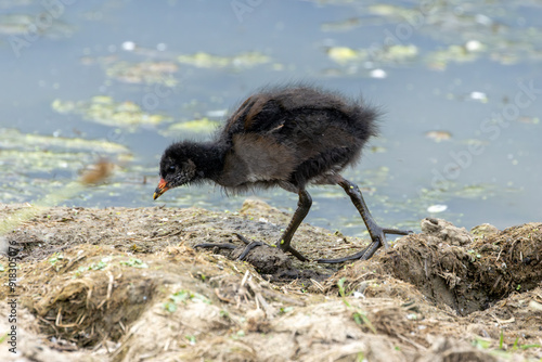 Juvenile Moorhen (Gallinula chloropus) in Turvey Nature Reserve, Dublin, Ireland photo