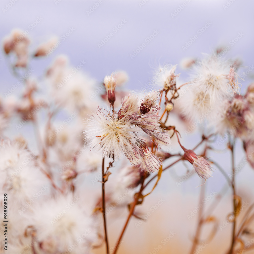 Nature botanical aesthetic background, close up landscape fluffy seeds of field flowers, tender soft autumn season scene, warm toned pastel color, blue sky blurred. Environment textured fon Nature botanical aesthetic background, close up landscape fluffy seeds of field flowers, tender soft autumn season scene, warm toned pastel color, blue sky blurred. Environment textured fon