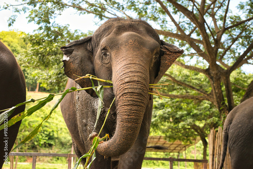 Chiang Mai, Thailand - August 10 2024: Close-up of an Elephants head with focus on the eye, whilst the elephant looks at the camera. On a hot sunny day during the wet season. photo