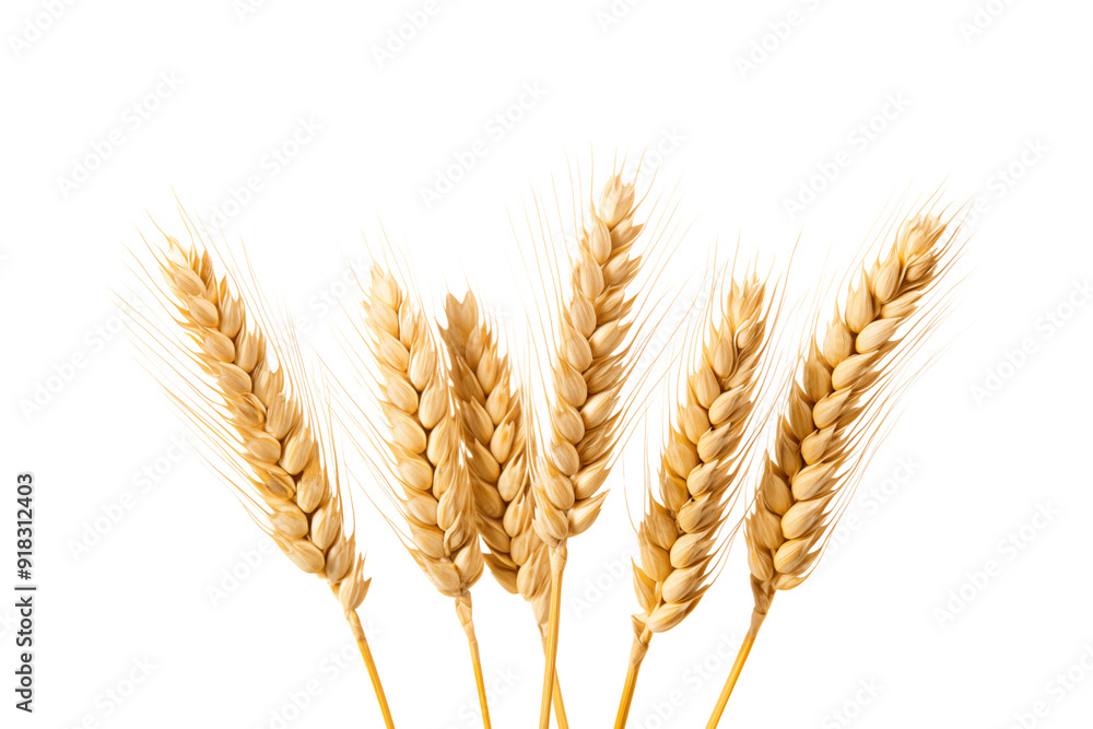 spikelets of wheat isolated on transparent background, png spikelets of wheat isolated on transparent background, png
