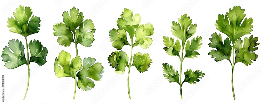 Vibrant Watercolor Cilantro Leaves on a Clean White Background Vibrant Watercolor Cilantro Leaves on a Clean White Background