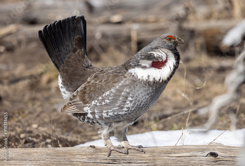 Spruce Grouse in Spring in Yellowstoen National park Wyoming photo