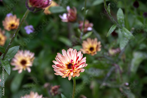 Calendula or pot marigold light salmon double flower in summer, close up