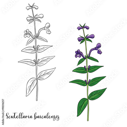 Tableau sur toile vector drawing plant of Baikal skullcap ,Scutellaria baicalensis, huang qin, her