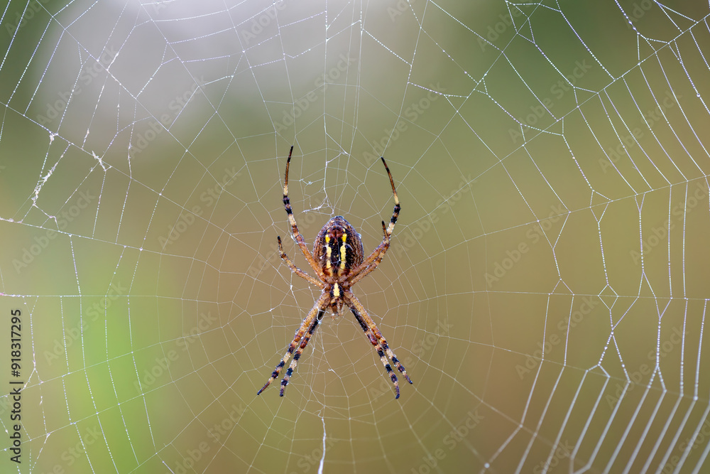 ragno su ragnatela in giardino. foto macro con profondità di campo ridotta. Argiope visto dal ventre. ragno su ragnatela in giardino. foto macro con profondità di campo ridotta. Argiope visto dal ventre.