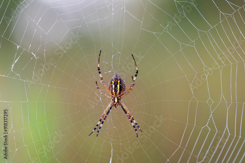 ragno su ragnatela in giardino. foto macro con profondità di campo ridotta. Argiope visto dal ventre.  photo