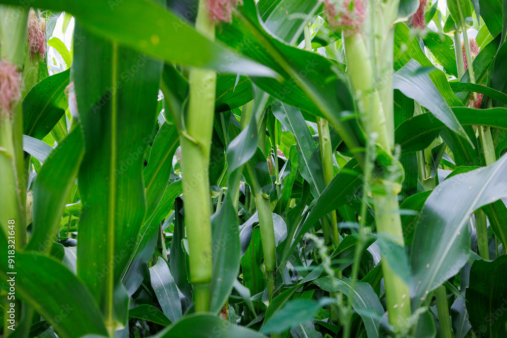 Fototapeta premium View of a corn field with green leaves and corn cobs as a background