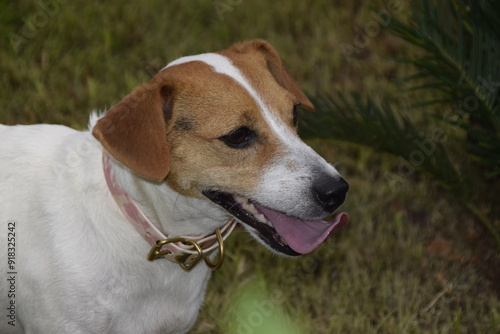 Três cães Jack Russel terrier felizes com uma bola photo