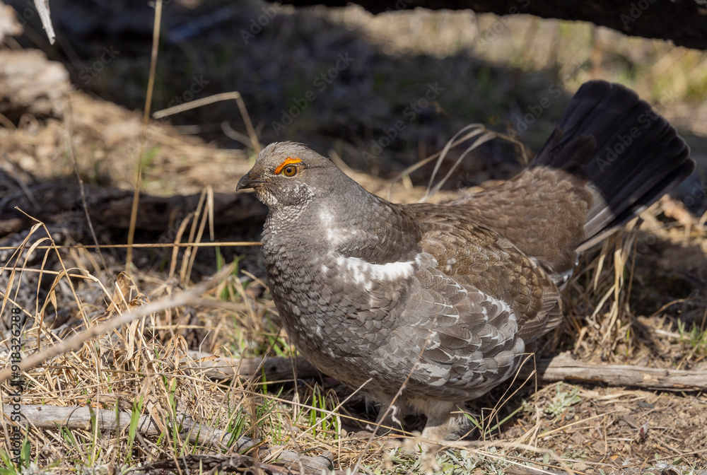 Spruce Grouse in Spring in Yellowstoen National park Wyoming Spruce Grouse in Spring in Yellowstoen National park Wyoming
