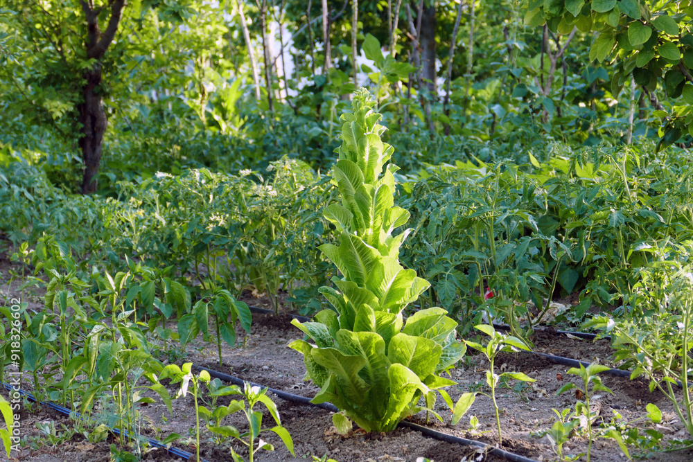 lettuce plant that will grow and produce seeds, lettuce plant for seeds,