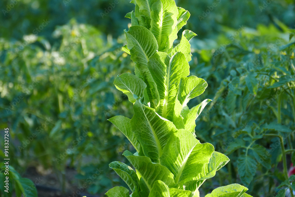 lettuce plant that will grow and produce seeds, lettuce plant for seeds,