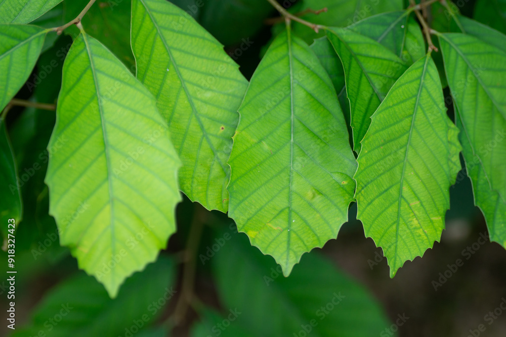 green leaves green leaves