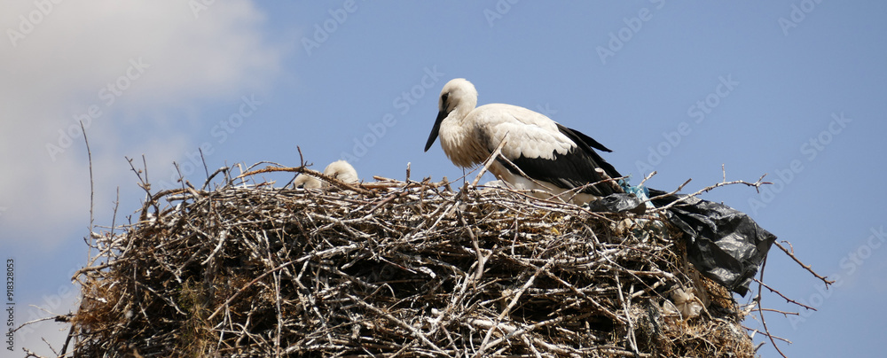 Storks returning to their nests in spring have built a nest on a pole in the settlement area,