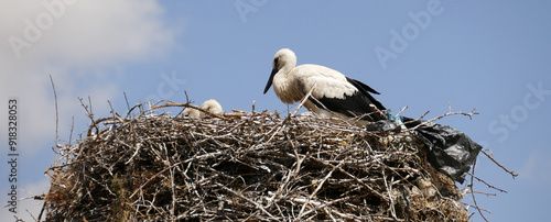 Obraz na płótnie Storks returning to their nests in spring have built a nest on a pole in the settlement area, w salonie