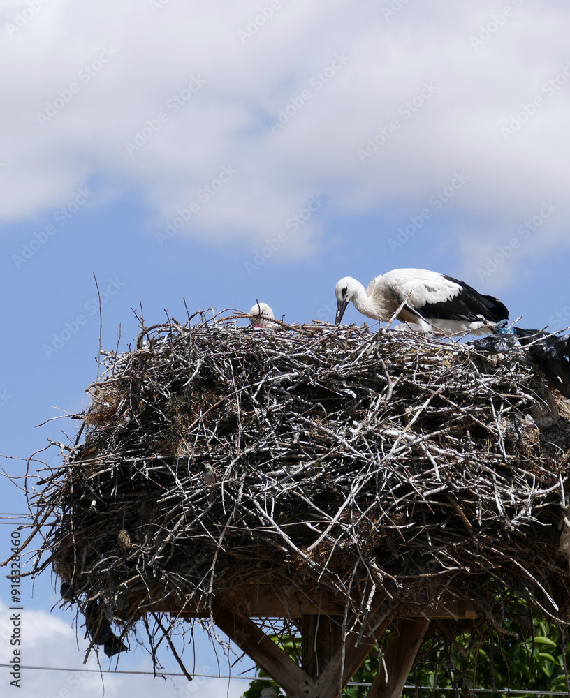 Storks returning to their nests in spring have built a nest on a pole in the settlement area,