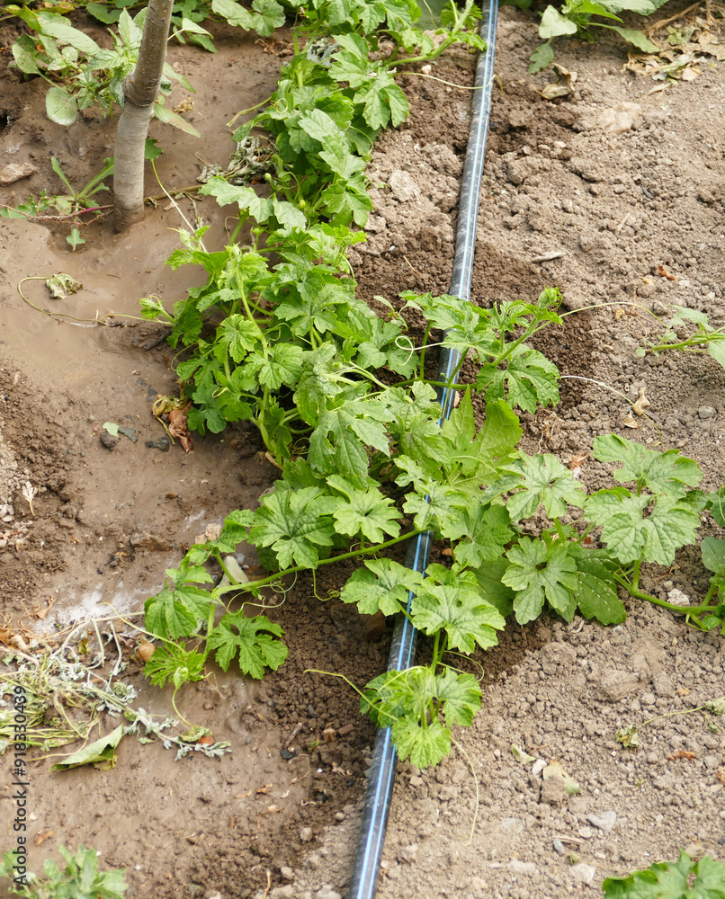 bitter melon plant, close-up shot of bitter melon plant,