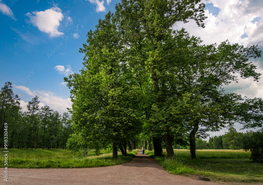 A solitary figure walks down a dirt path lined by tall, lush trees on a sunny day. The path leads to a clearing where the sky is visible, creating a sense of openness and tranquility. A solitary figure walks down a dirt path lined by tall, lush trees on a sunny day. The path leads to a clearing where the sky is visible, creating a sense of openness and tranquility.