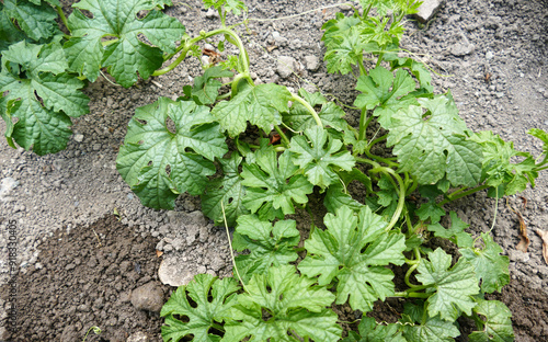 medicinal bitter melon plant planted in the garden, close-up of bitter melon plant,