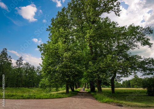 A solitary figure walks down a dirt path lined by tall, lush trees on a sunny day. The path leads to a clearing where the sky is visible, creating a sense of openness and tranquility.