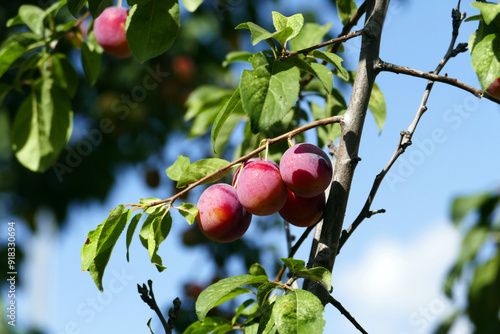 Obraz na płótnie There are bunches of plums on the plum tree whose fruits are ripening, w salonie
