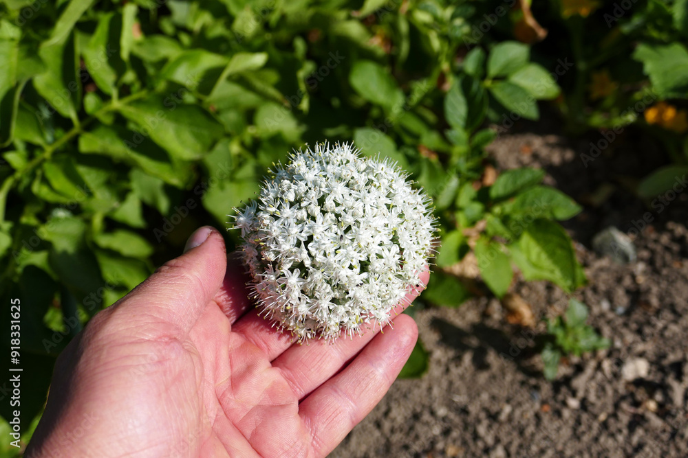 The seeds formed on the tops of aging onions planted in the garden,