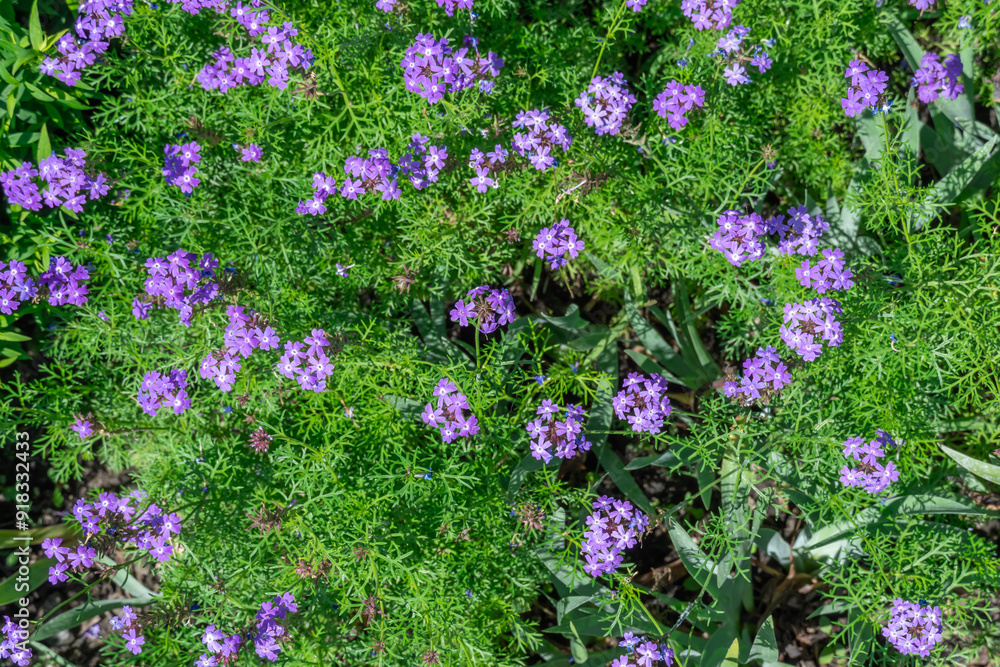 Fototapeta premium Purple flowers of verbena laciniata blooming in botanical garden. Flowering herbaceous perennial plant is slender vervain or tuberous. Hedge of verbenaceae family used in alternative medicine.