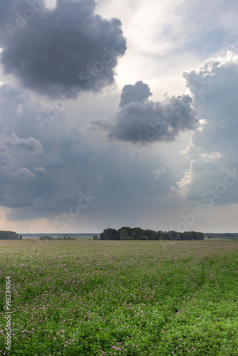 A field of flowers is in the foreground of a cloudy sky photo