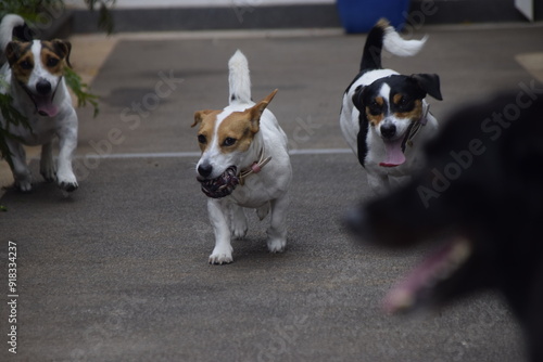 Três cães Jack Russel terrier felizes com uma bola e o cão preto terrível, e desmancha Prazeres. photo