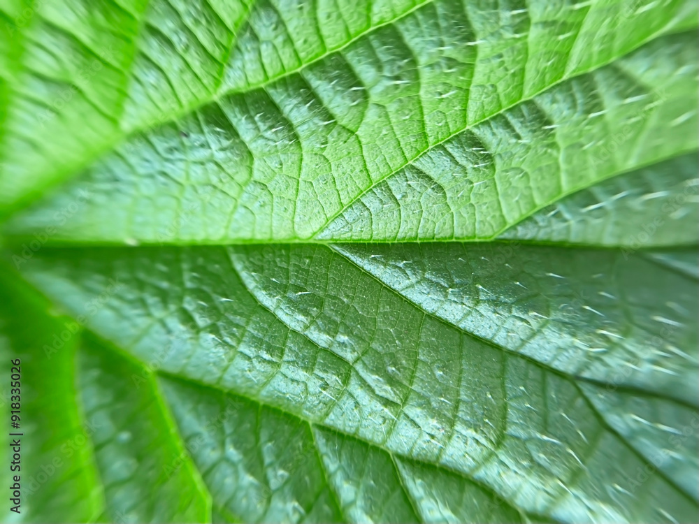 texture of green nettle leaf close-up texture of green nettle leaf close-up