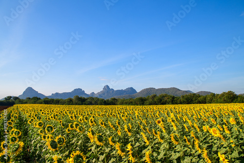 Beautiful sunflower flower blooming in sunflowers field with big moutain and blue sky background.