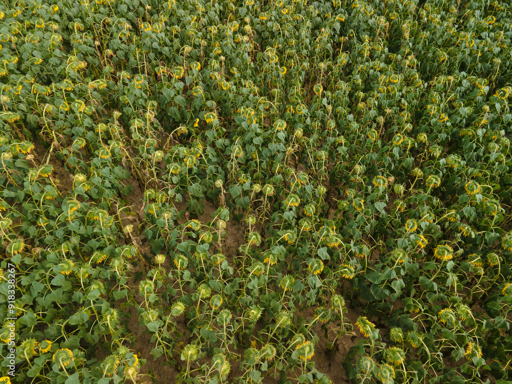 Naklejka premium Landscape view from drone, yellow and green fields sunflowers. 