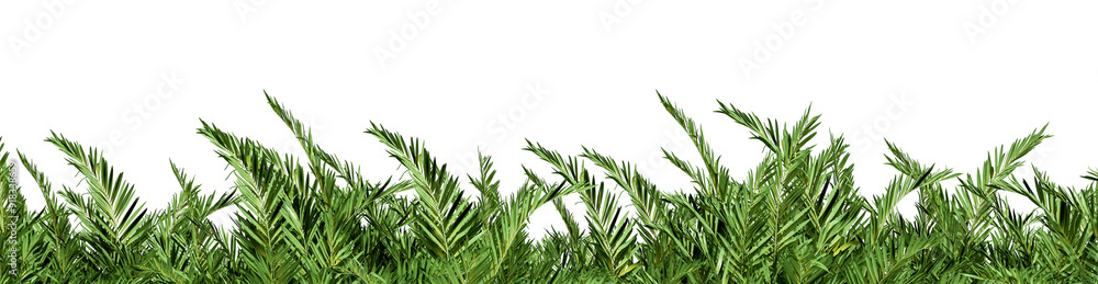 Close up palm tree branch leaves border isolated on white Close up palm tree branch leaves border isolated on white