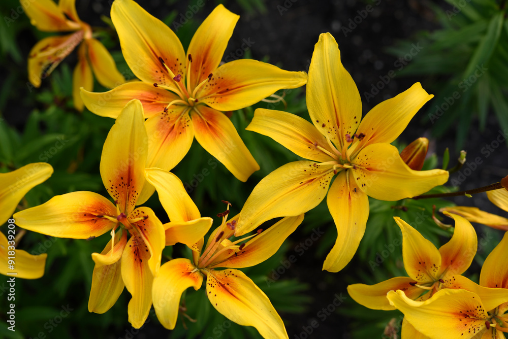 Bright yellow tiger lily flowers. Lilium lancifolium.