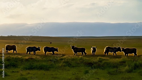 Wallpaper Mural Silhouettes of Cattle Grazing in a Vast Field at Sunset Torontodigital.ca