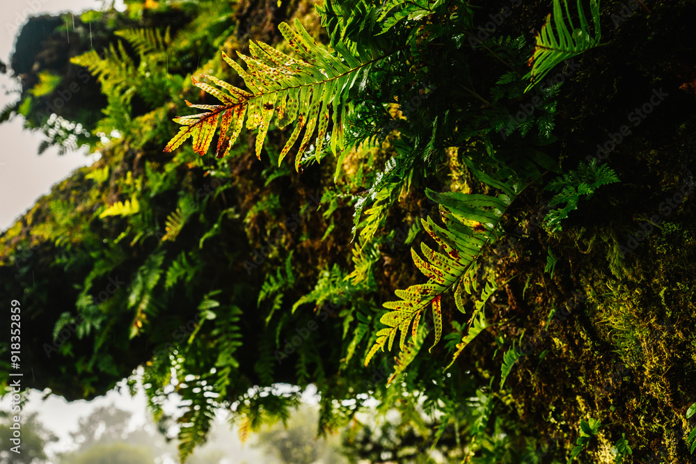 Fanal Forest. Misty forest in Fanal. Old laurel tree in laurel tree forest in madeira in Portugal Fanal Forest. Misty forest in Fanal. Old laurel tree in laurel tree forest in madeira in Portugal