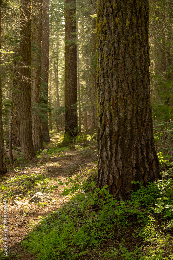 Sun Highlights Forest of Yosemite National Park Along the Deer Camp Road Sun Highlights Forest of Yosemite National Park Along the Deer Camp Road