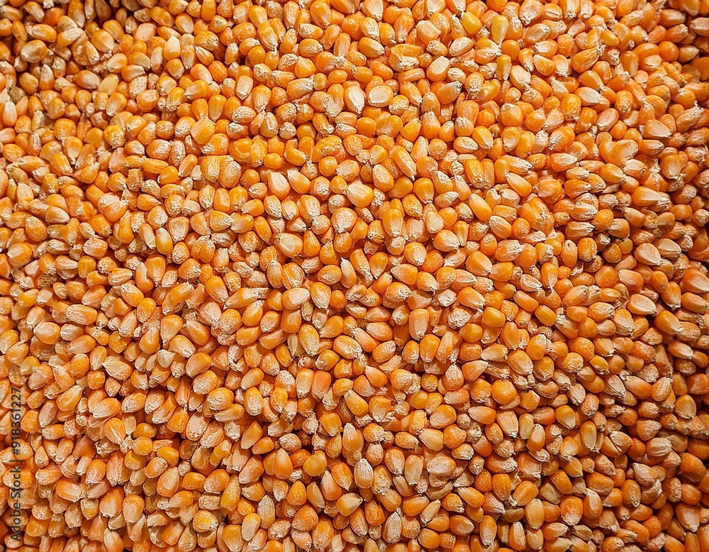 Top view of full frame background of pile of dry corn seeds stored in warehouse at factory Top view of full frame background of pile of dry corn seeds stored in warehouse at factory