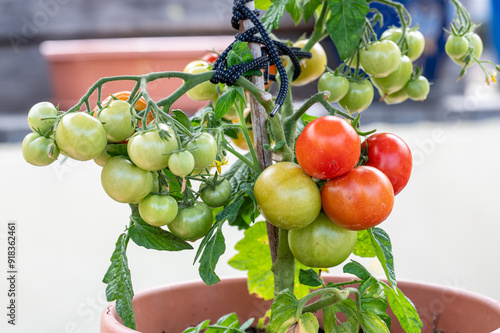 Wallpaper Mural tomatoes on the vine Torontodigital.ca