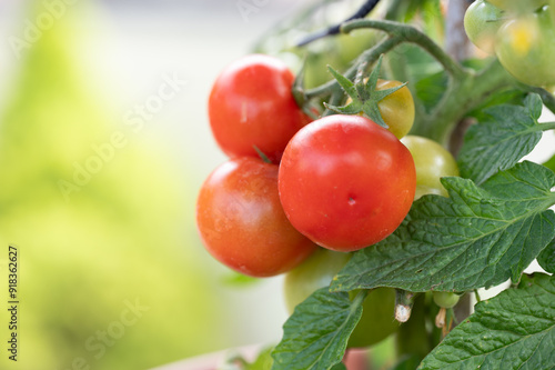 Wallpaper Mural  tomatoes on vine Torontodigital.ca