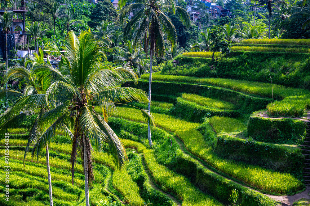 Obraz premium Tegallalang rice terrace in the Gianyar Regency, Bali, Indonesia