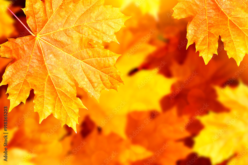 Fototapeta premium autumn landscape with bright colorful foliage. Indian summer.