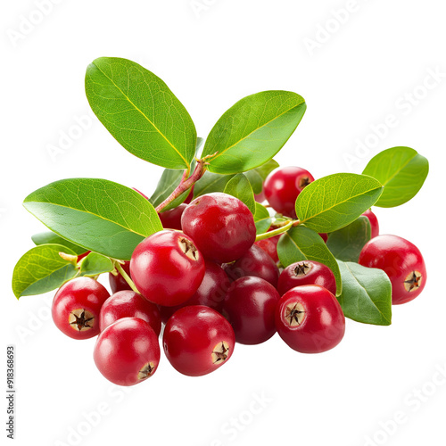 Lingonberry berries isolated on white or transparent background, png clipart, design element. Easy to place on any other background.