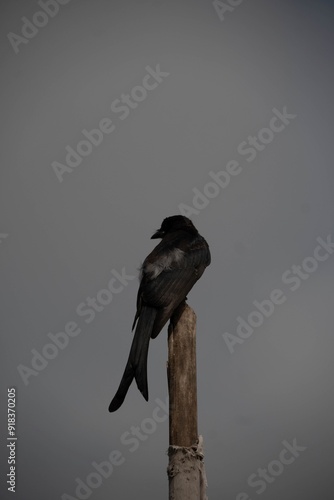 Bild auf Leinwand The drongos are a family, Dicruridae, of passerine birds of the Old World tropics