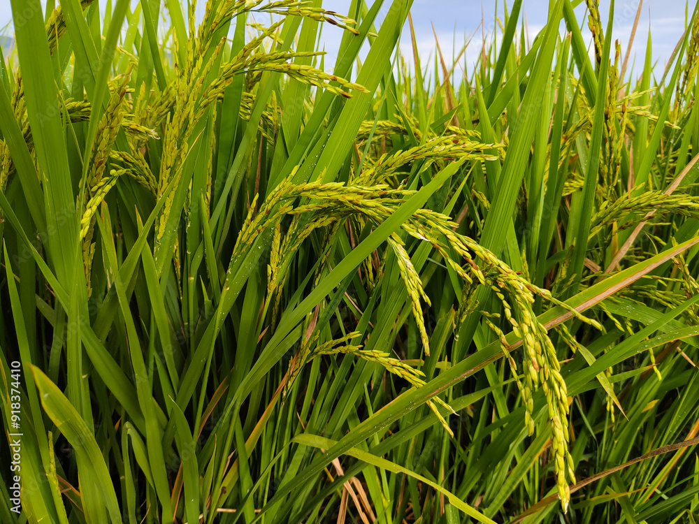 Obraz premium rice plants in the rice fields