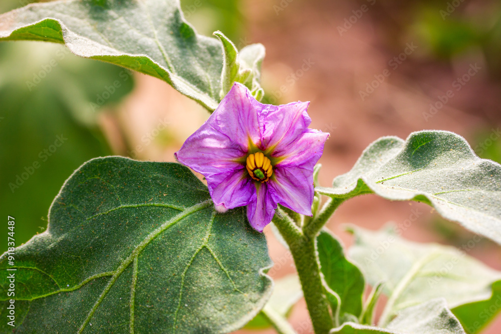 blooming eggplant bush with a lilac flower close-up