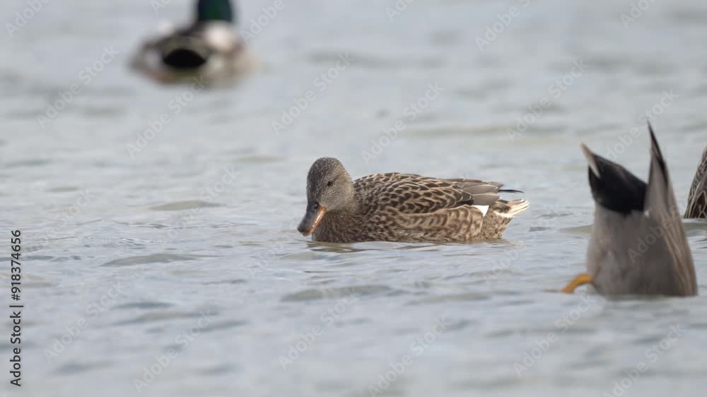 A female Gadwall swimming on a lake A female Gadwall swimming on a lake