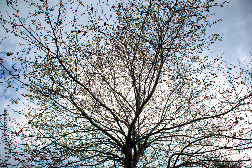 tree branches against sky tree branches against sky